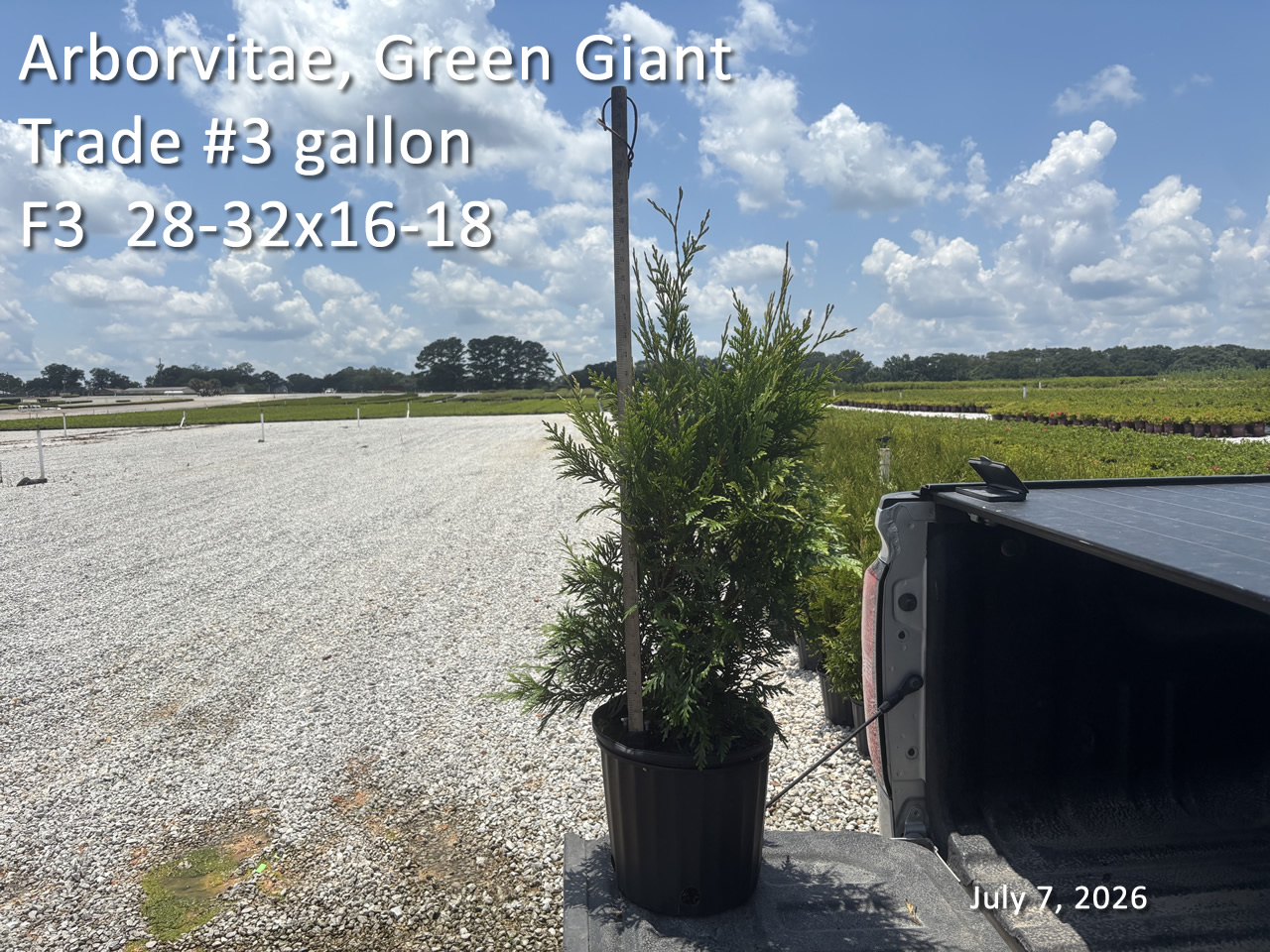 gallery/avgg3t f3 jul7.jpg
